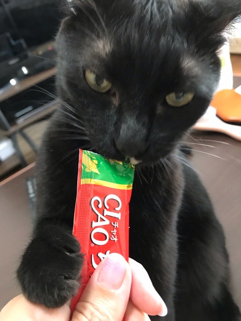 沼津市ペットシッター 黒猫きーちゃんお世話の様子・お客様の声 三島市