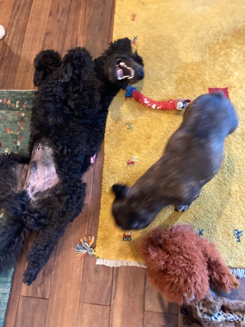 沼津市ペットシッター スタンプー・フレブル・ニャンズ初回訪問の様子 清水町