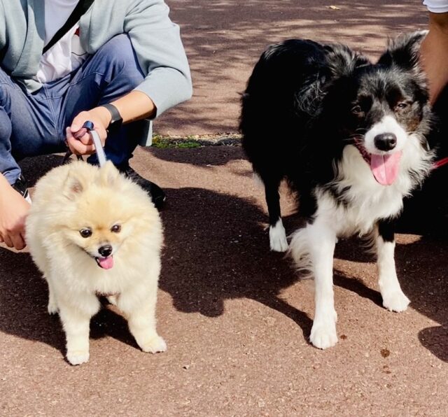 🌟年末年始繁忙期のお知らせ＆ぺろさの今後について🌟