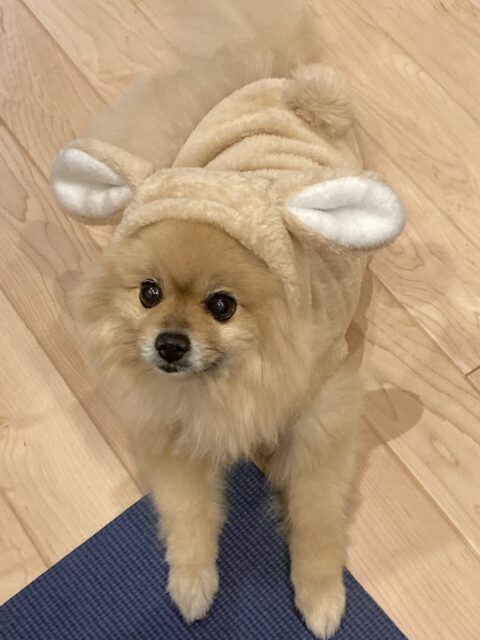 🌟新年のごあいさつ🌟