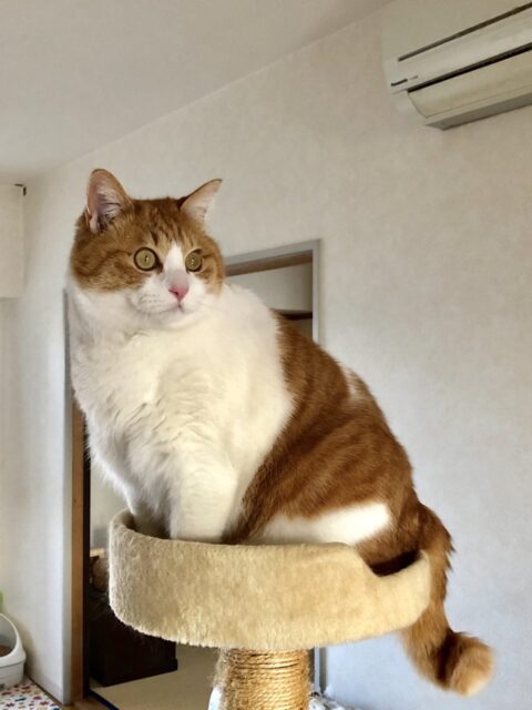 夏太郎君の長い長いお留守番