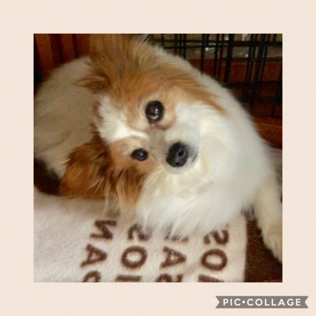 老犬介護のお手伝い