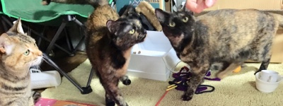 お留守番レポート  女の子3匹