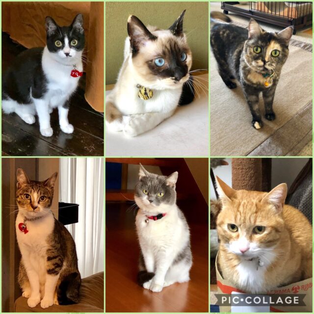 GWは お留守番だニャ〜😸