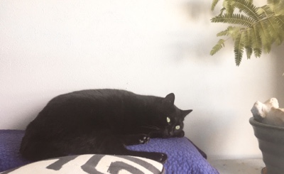 お休みのお知らせ　1/26・1/27