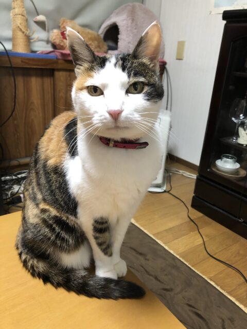 ミケちゃんの飼主様より フェイブックに投稿されました