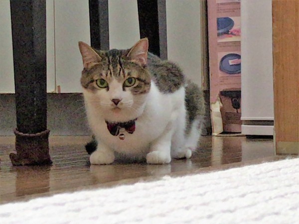 蕨市　メイちゃん　挨拶　警戒心解く！