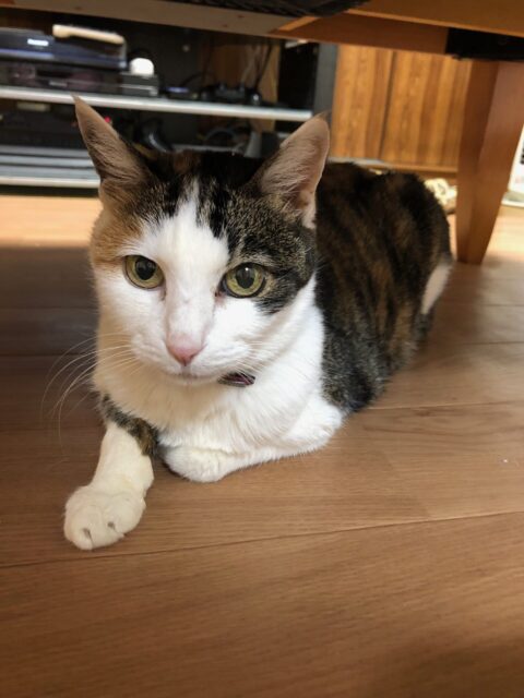 ミケちゃん　ありがとう！