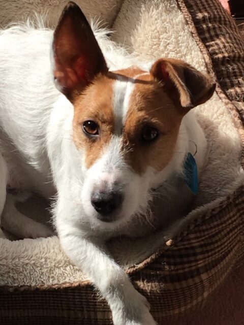 ジャックラッセルテリアのお芋君