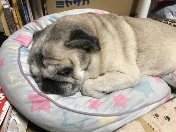 川口市　リンちゃん　お世話　田舎のおばあちゃん？（笑）