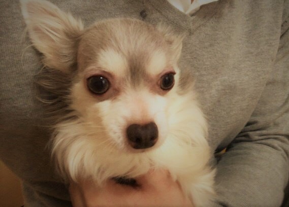 さいたま市 緑区 チワワーズ リピート ペットシッター