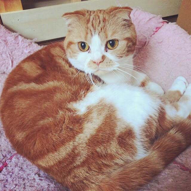 川口市 ググ君、コゲマルちゃん 初回訪問 キャットシッター