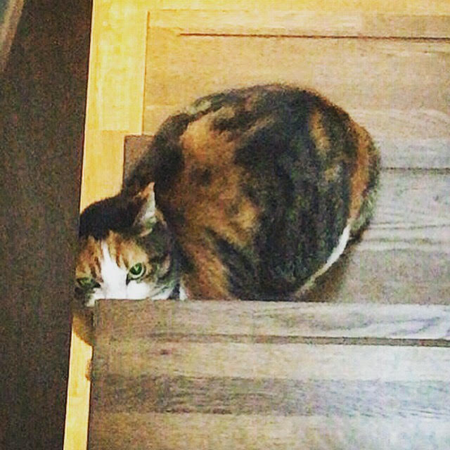 川口市 マーブルちゃん キャットシッター 初回訪問