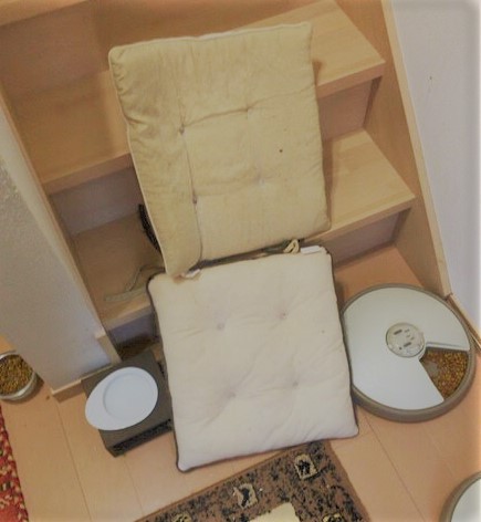 川口市 ウメキチ君、フクちゃん キャットシッター 最終日