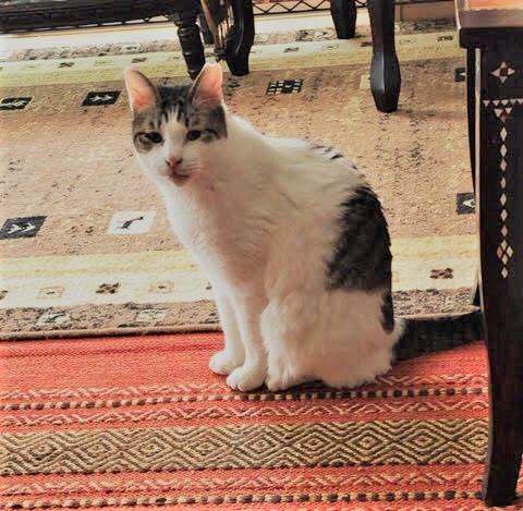 川口市 ウメキチ君、フクちゃん キャットシッター 2日目