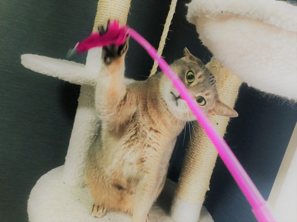 川口市　アビシニアン　ユーリ君　お客様の声