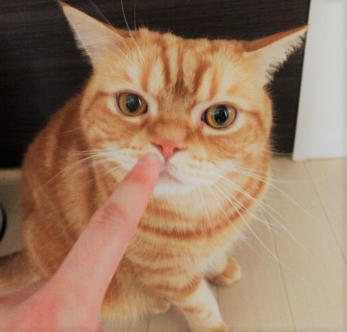 蕨市 猫 小鉄君、虎次郎君 初回訪問