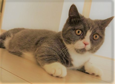 川口市 猫 マンチカン 万次郎君 初回訪問