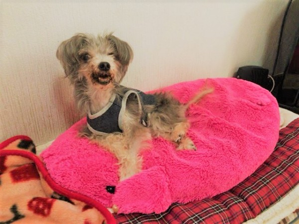 川口市 あいちゃん 犬 初回訪問