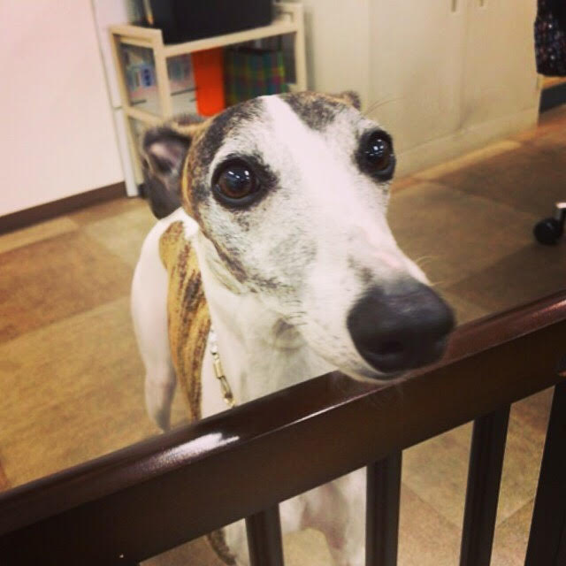 川口市 エスターちゃん 犬 初回訪問 散歩代行