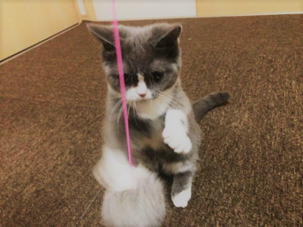 川口市 万次郎君 猫 キャットシッター 2日目