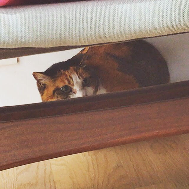 川口市 マーブルちゃん 猫 キャットシッター