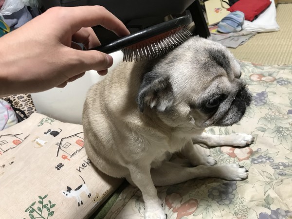 川口市　リンちゃん　お世話　ブレる（笑）