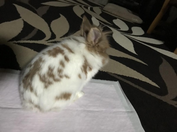 川口市　リオン君　お世話