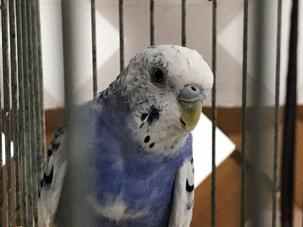 川口市　そらちゃん　お世話