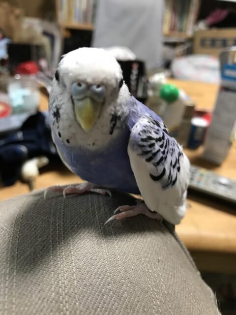 川口市　そらちゃん　お世話　膝！