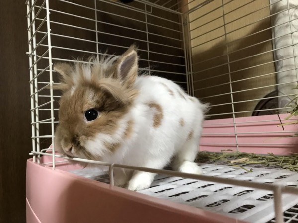 川口市　リオン君　挨拶