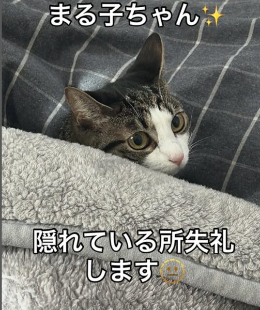 栄区ミックスの猫ちゃん初回訪問行ってきました！