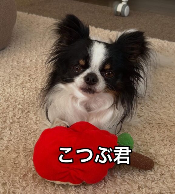 栄区のペットシッターご新規様です！