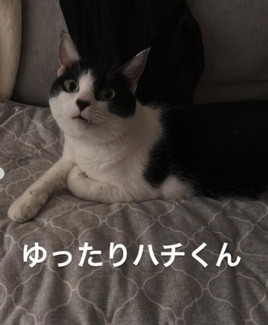 子犬は元気玉！