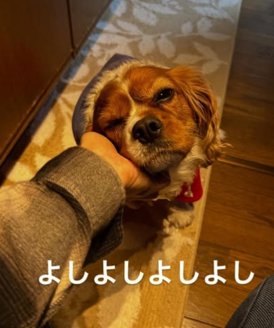 またまた保土ヶ谷区のぶーちゃんぴーちゃんのお世話に行ってきました！