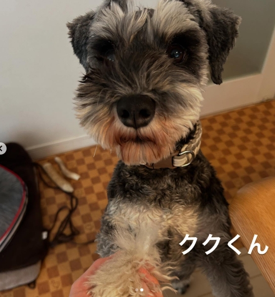 栄区のシュナちゃん2匹に会ってきました！