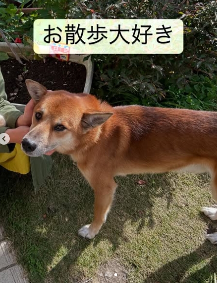 栄区MIX犬のパンク君のお散歩に行ってきました！