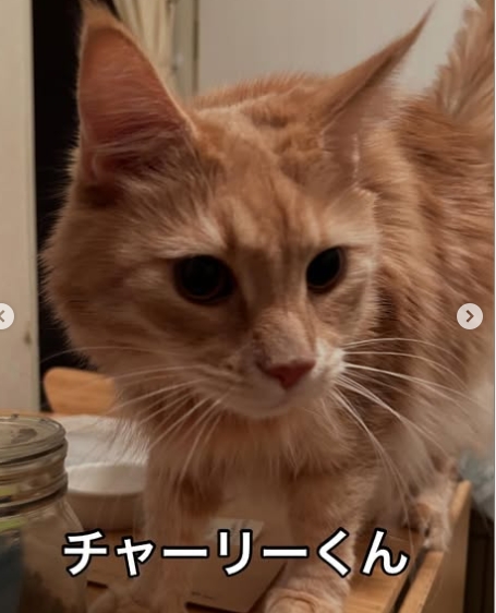 お久しぶりのワンズ、ニャンズに会いに行ってきました！