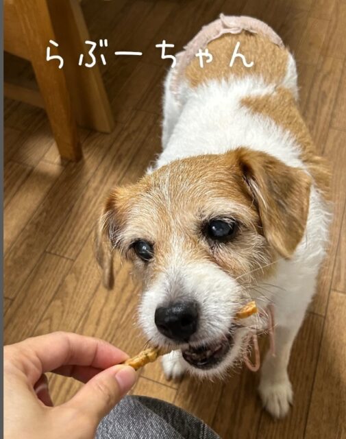 保土ヶ谷区のワンズのお世話にいってきましたー！