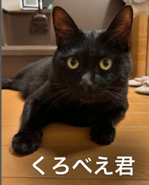 鎌倉市の黒猫くんのお世話