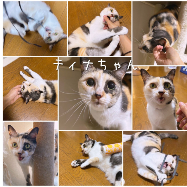 瀬谷区の三毛猫ちゃんのお世話に行ってきました！
