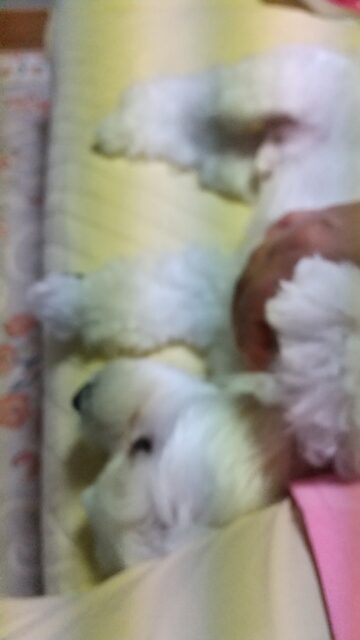 ビビくん　お留守番頑張ったよ！