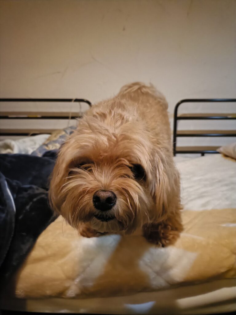 横須賀市🍅おばあちゃんを守るマルプーちゃん