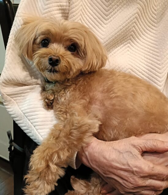 横須賀市にお住まいのマルプーちゃん🐶✨