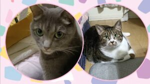 金沢区のキジ白ちゃんとマンチカンちゃん💚