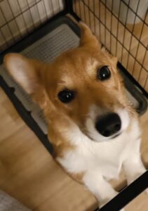 金沢区のウェルシュコーギーペンブロークのパピーちゃん💛