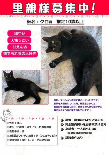 里親様を募集しています🍀