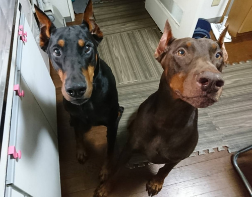 ☆栄区 ドーベルマンのカイザー君、オーガ君☆横浜市栄区 金沢区のペットシッター お散歩代行 大型犬 超大型犬☆