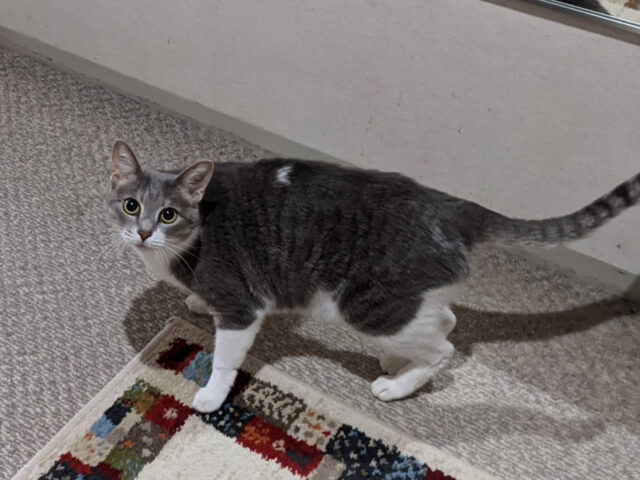 ☆金沢区 猫のこまめちゃん☆横浜市のキャットシッター ペットシッター☆