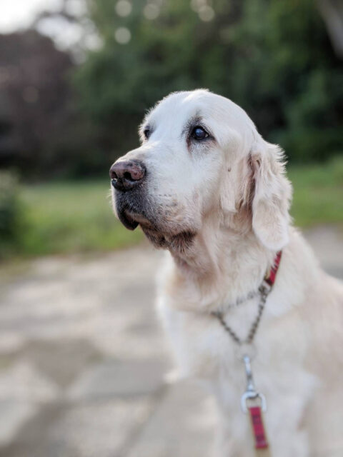 ☆金沢区ゴールデンレトリーバーのミミちゃん☆横浜市金沢区のペットシッター お散歩代行☆